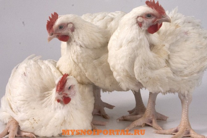 Предлагаем Живую курицу Александровка - изображение 1