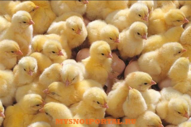 Предлагаем Суточных цыплят Александровка - изображение 1