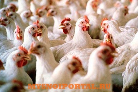 Предлагаем Подрощенных бройлеров Александровка - изображение 1