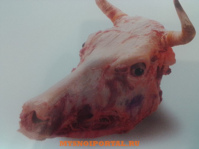 Куплю головы говяжьи Минск - изображение 1