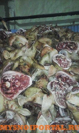 Головы свиные Новосибирск - изображение 1