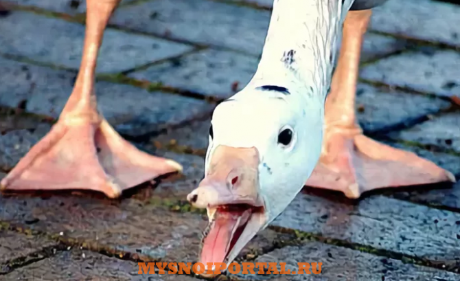 Куплю: лапы гусиные Москва - изображение 1