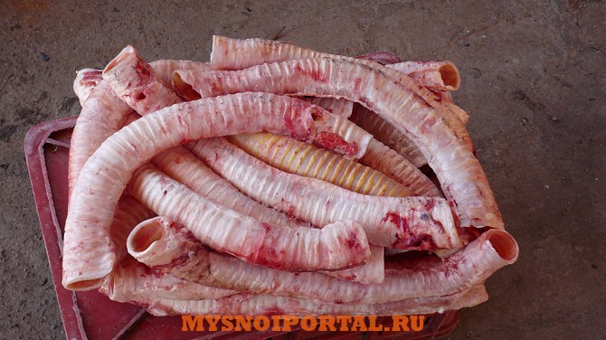 Куплю: трахею говяжью Кировск - изображение 1