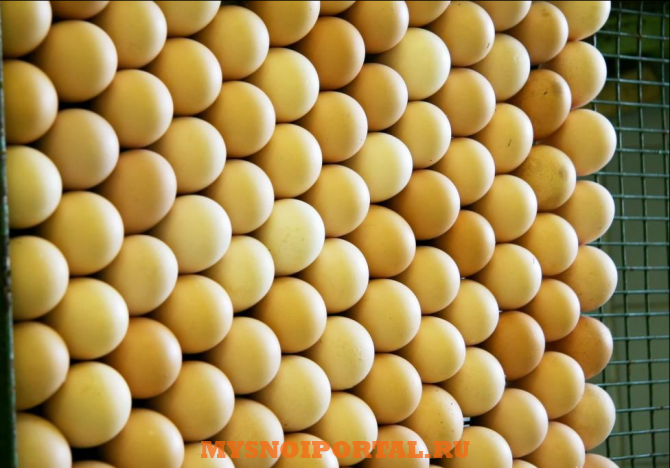 Предлагаем: яйцо куриное Железногорск - изображение 1