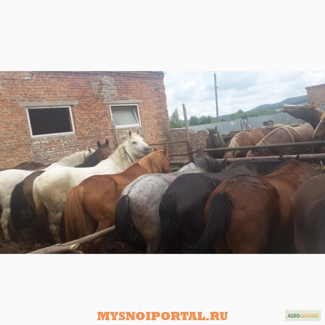Продам: Лошадей живым весом Знаменск - изображение 1