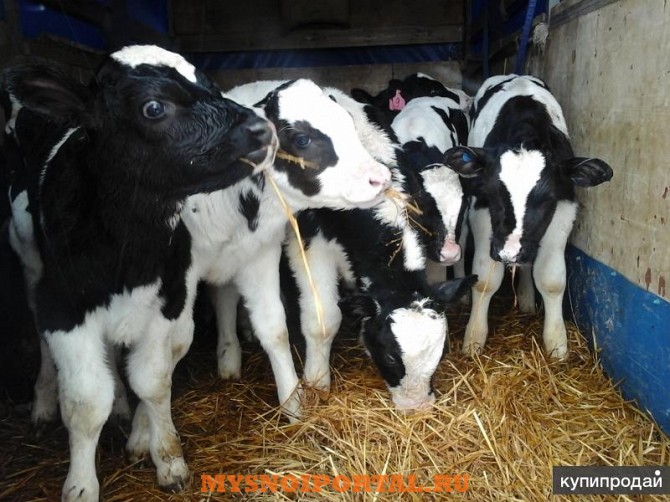 Куплю: молодняк крс Чебоксары - изображение 1