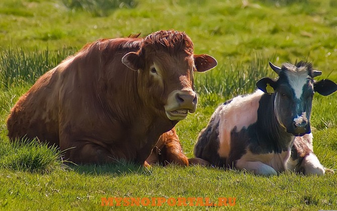 Куплю: купим быков и коров на убой 400 Краснодар - изображение 1