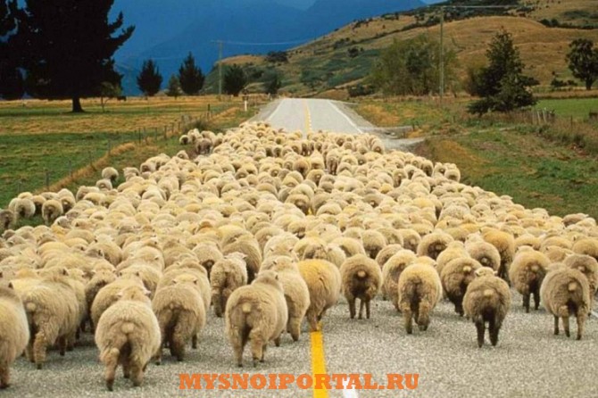 Куплю: баранов на убой Балашиха - изображение 1