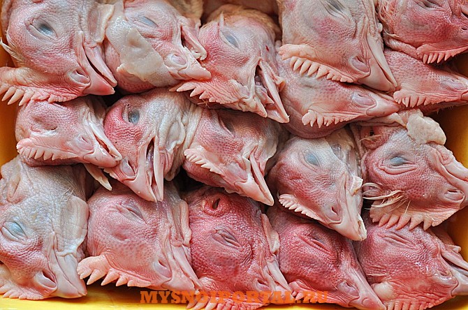 Куплю: Головы куриные Санкт-Петербург - изображение 1