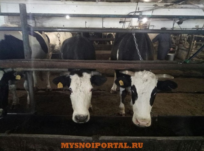 Коровы дойные Черно-пестрой породы Ижевск - изображение 1