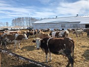 Коровы дойные Симменталы доставка из г.Екатеринбург