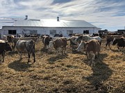 Коровы дойные Симменталы доставка из г.Екатеринбург