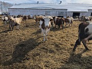 Коровы дойные Симменталы доставка из г.Екатеринбург