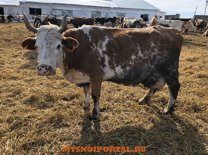 Коровы дойные Симменталы Екатеринбург - изображение 1