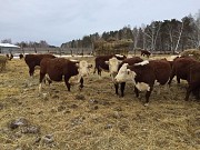 Коровы породы Герефорд доставка из г.Курган