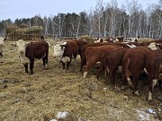 Коровы породы Герефорд доставка из г.Курган