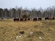 Коровы породы Герефорд доставка из г.Курган