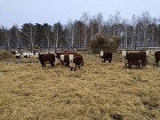 Коровы породы Герефорд доставка из г.Курган