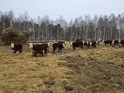Коровы породы Герефорд доставка из г.Курган