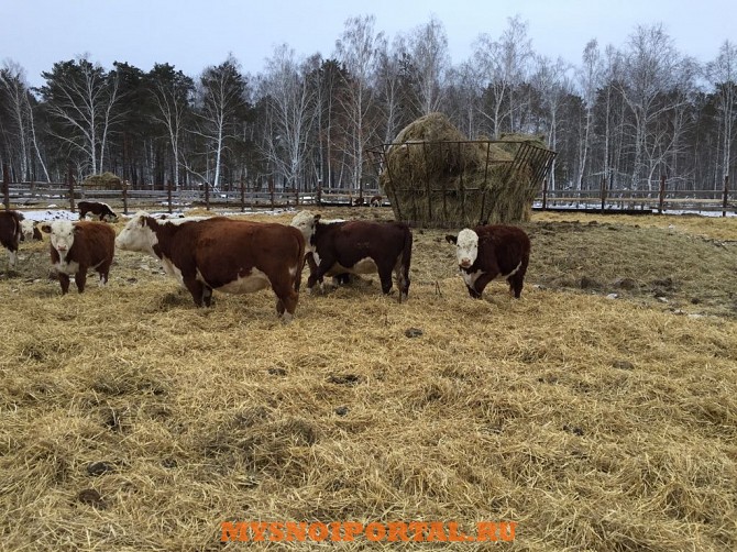 Коровы породы Герефорд Курган - изображение 1