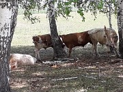 Бычки Симментальской породы Курган