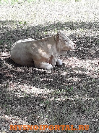 Бычки Симментальской породы Курган - изображение 1