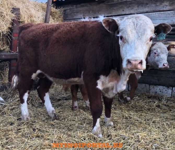 Быки Герефорд на племя Кизильское - изображение 1