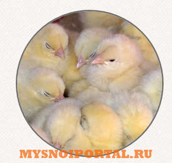 Предлагаем: Корм для выращивания птицы Ахтарский - изображение 1