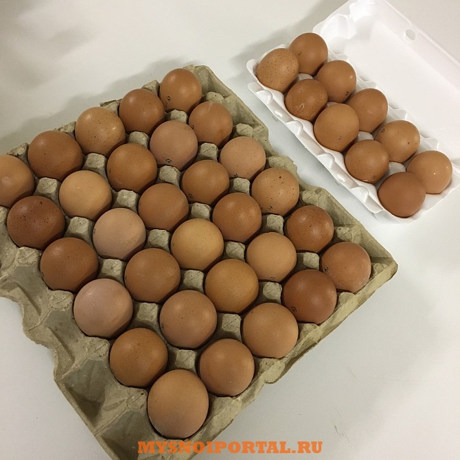 Купим оптом куриное яйцо Санкт-Петербург - изображение 1