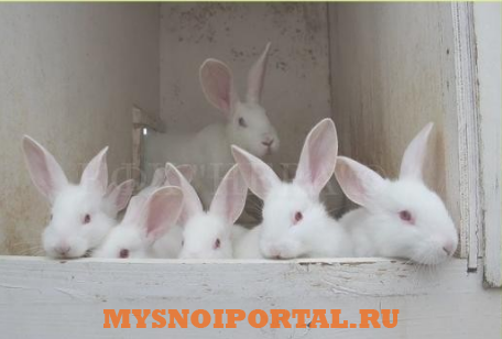 Предлагаем: Кроликов породы «Белый великан» Волосово - изображение 1