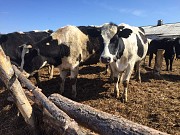 Нетели Черно-пестрые доставка из г.Ижевск