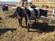 Нетели Черно-пестрые доставка из г.Ижевск