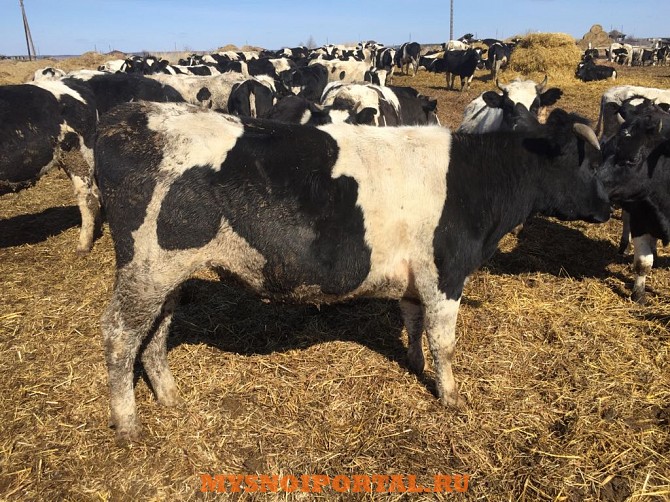 Нетели Черно-пестрые Ижевск - изображение 1