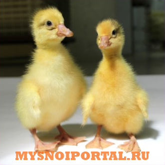 Продажа гусят: Линдовской породы, Уральские серые гуси Екатеринбург - изображение 1