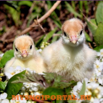 Предлагаем: Индейка кросс «Виктория», Хайбрид Грейд Мейкер Екатеринбург - изображение 1