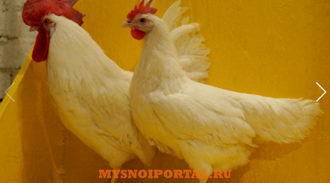 Продаю Цыплята Яичные КРОСС СП789 в Сергиевом Посаде Сергиев Посад - изображение 1