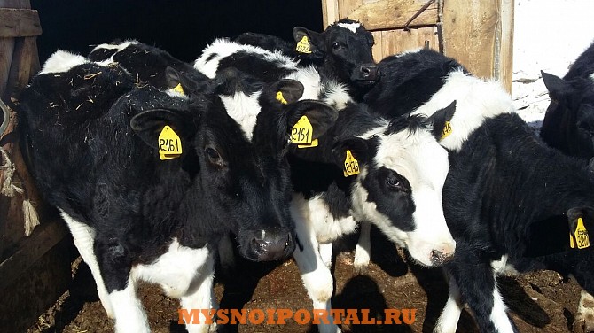 Черно-пестрые телочки Оренбург - изображение 1