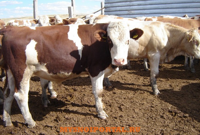 Бычки Симменталы на откорм Уфа - изображение 1