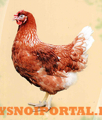 Предлагаем живую птицу: Хайсекс Браун Березовка - изображение 1