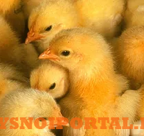Предлагаем: Суточные цыплята (петушки) Березовка - изображение 1