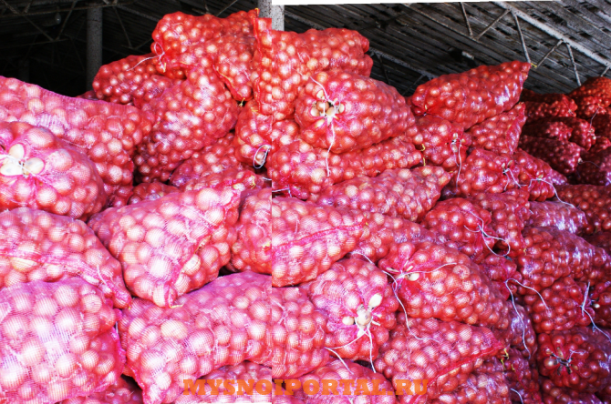 Продам: лук репчатый Ростов-на-Дону - изображение 1